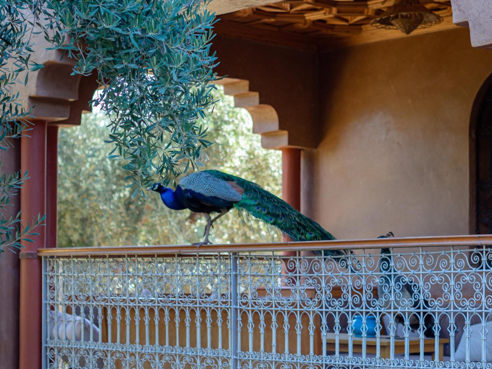 Ferme Sidi Safou & Spa Marrakesh Exteriör bild