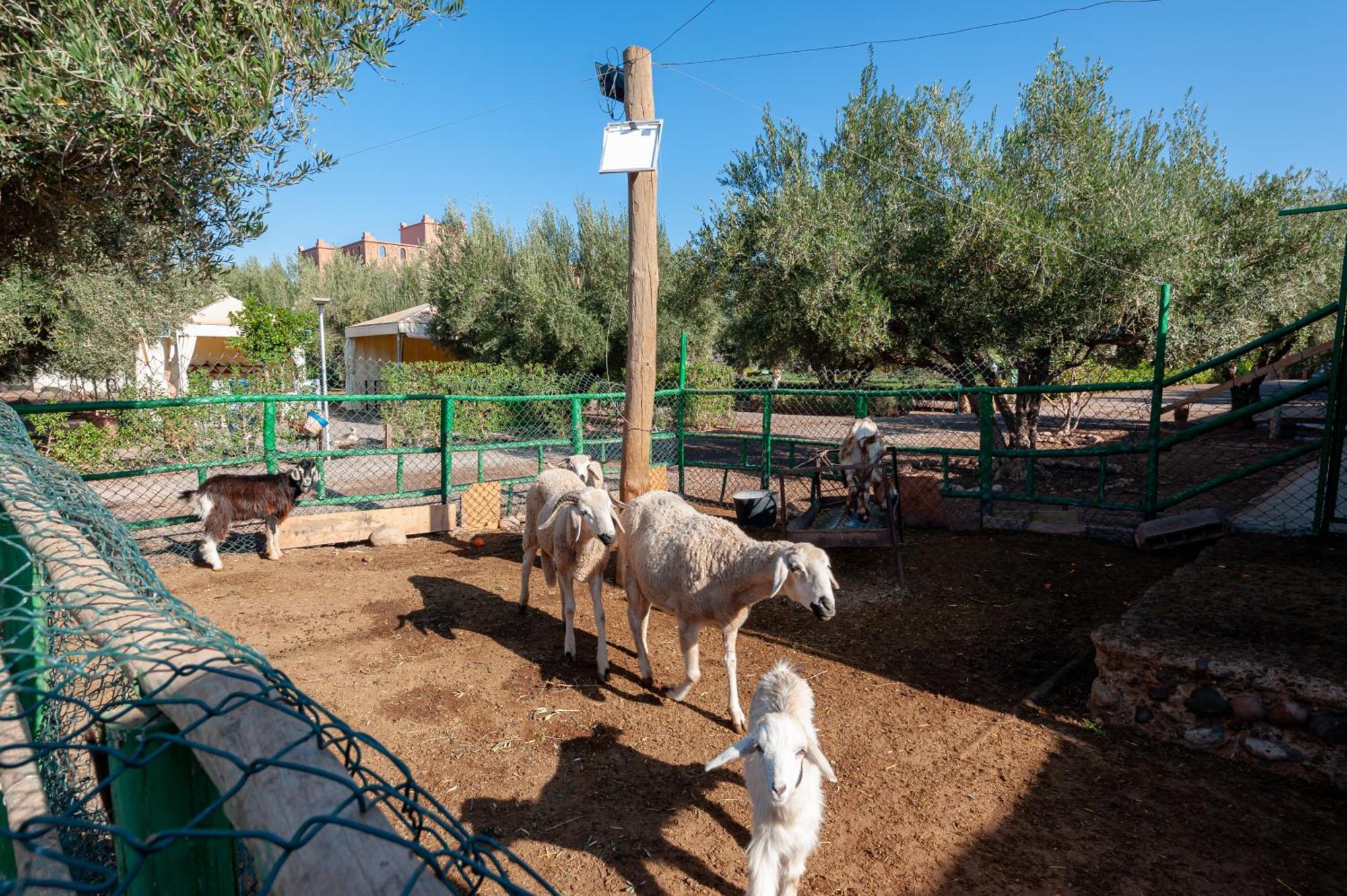 Ferme Sidi Safou & Spa Marrakesh Exteriör bild
