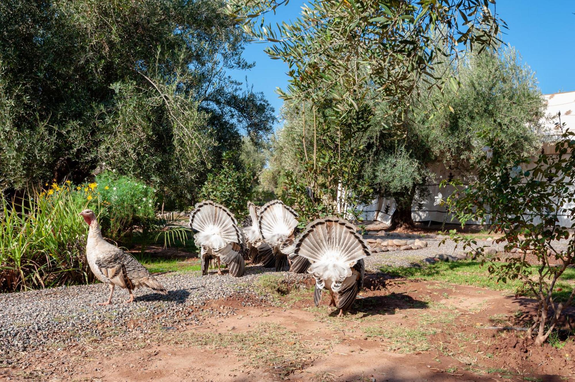 Ferme Sidi Safou & Spa Marrakesh Exteriör bild