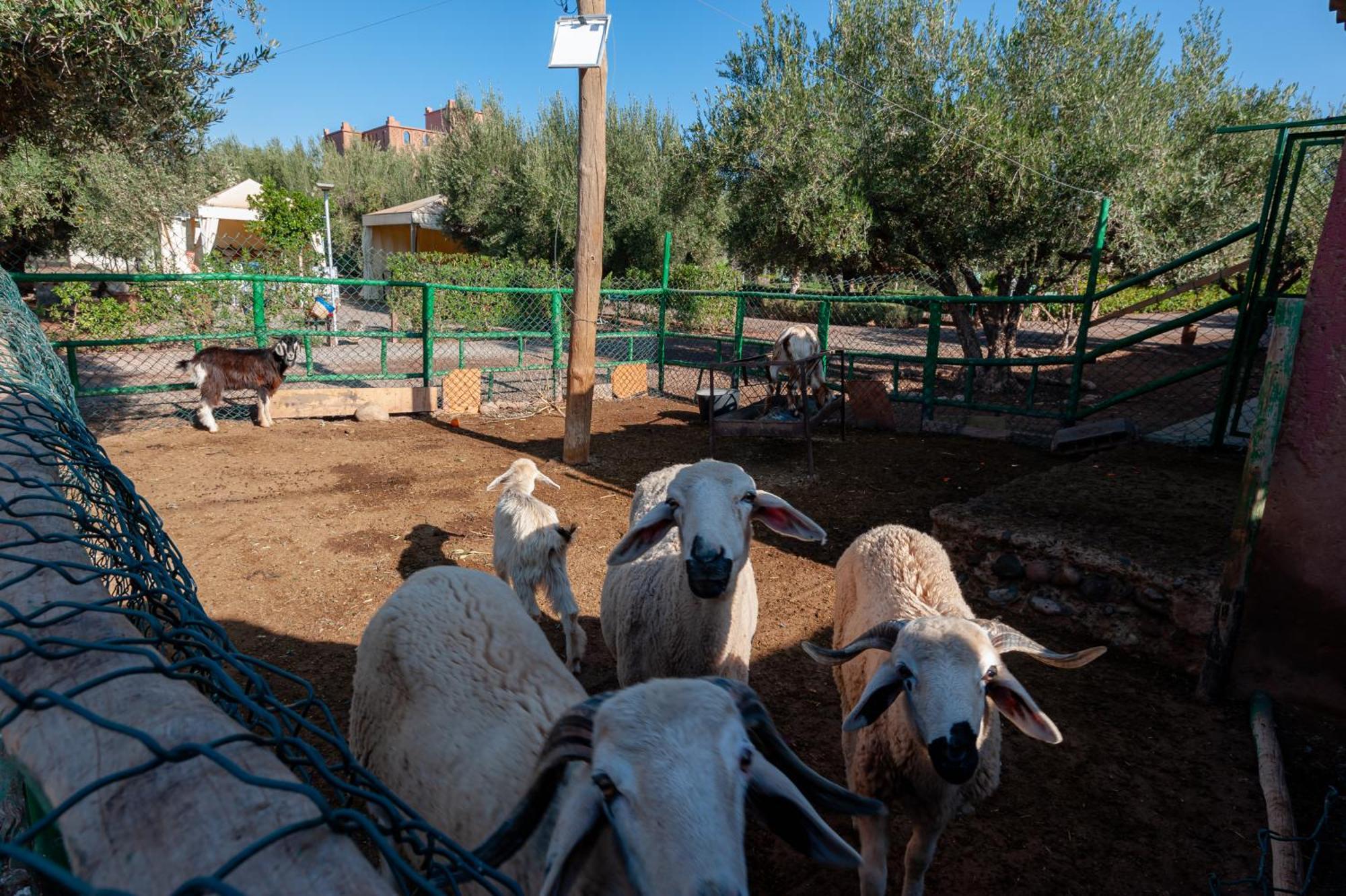 Ferme Sidi Safou & Spa Marrakesh Exteriör bild