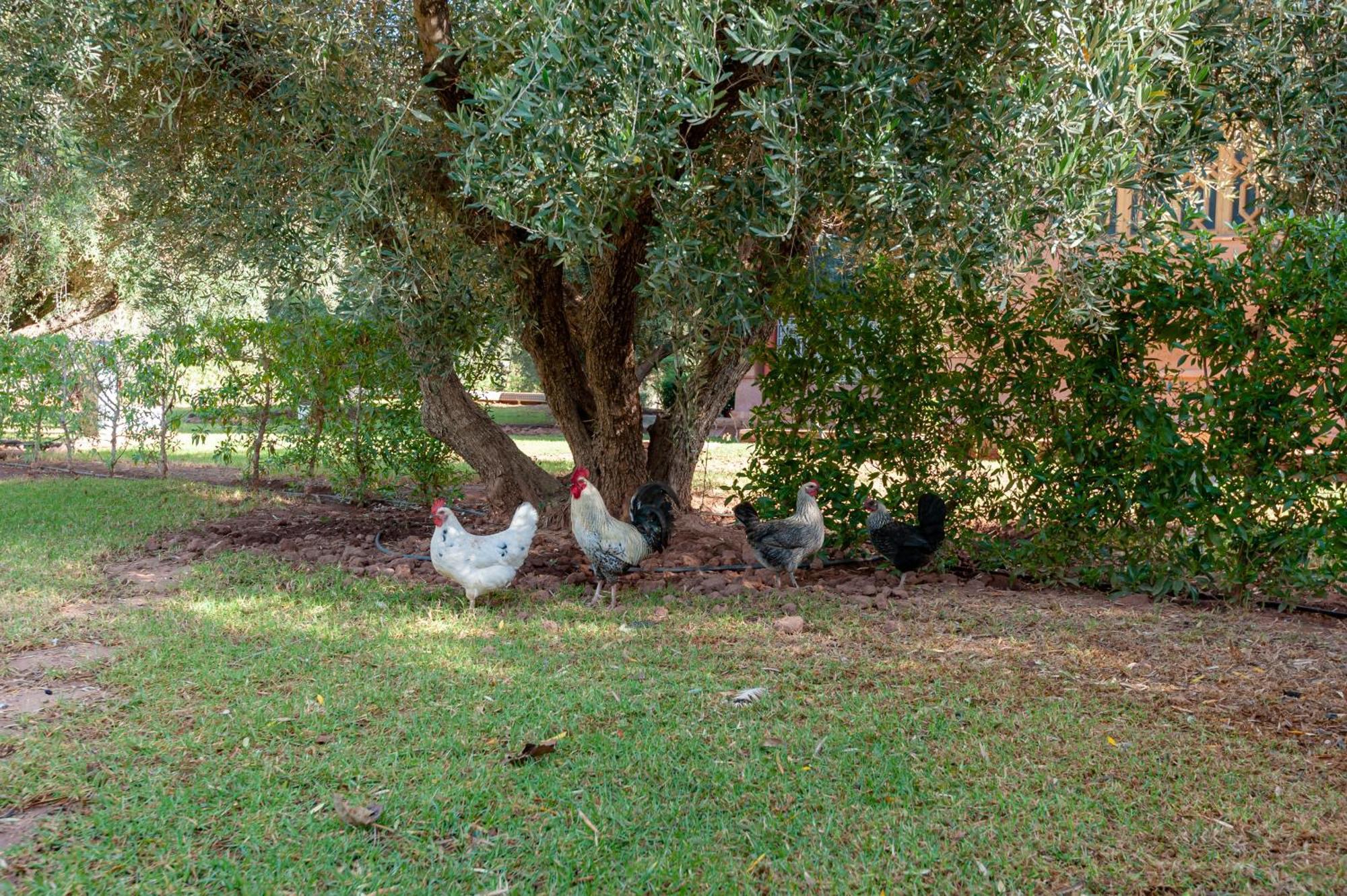 Ferme Sidi Safou & Spa Marrakesh Exteriör bild